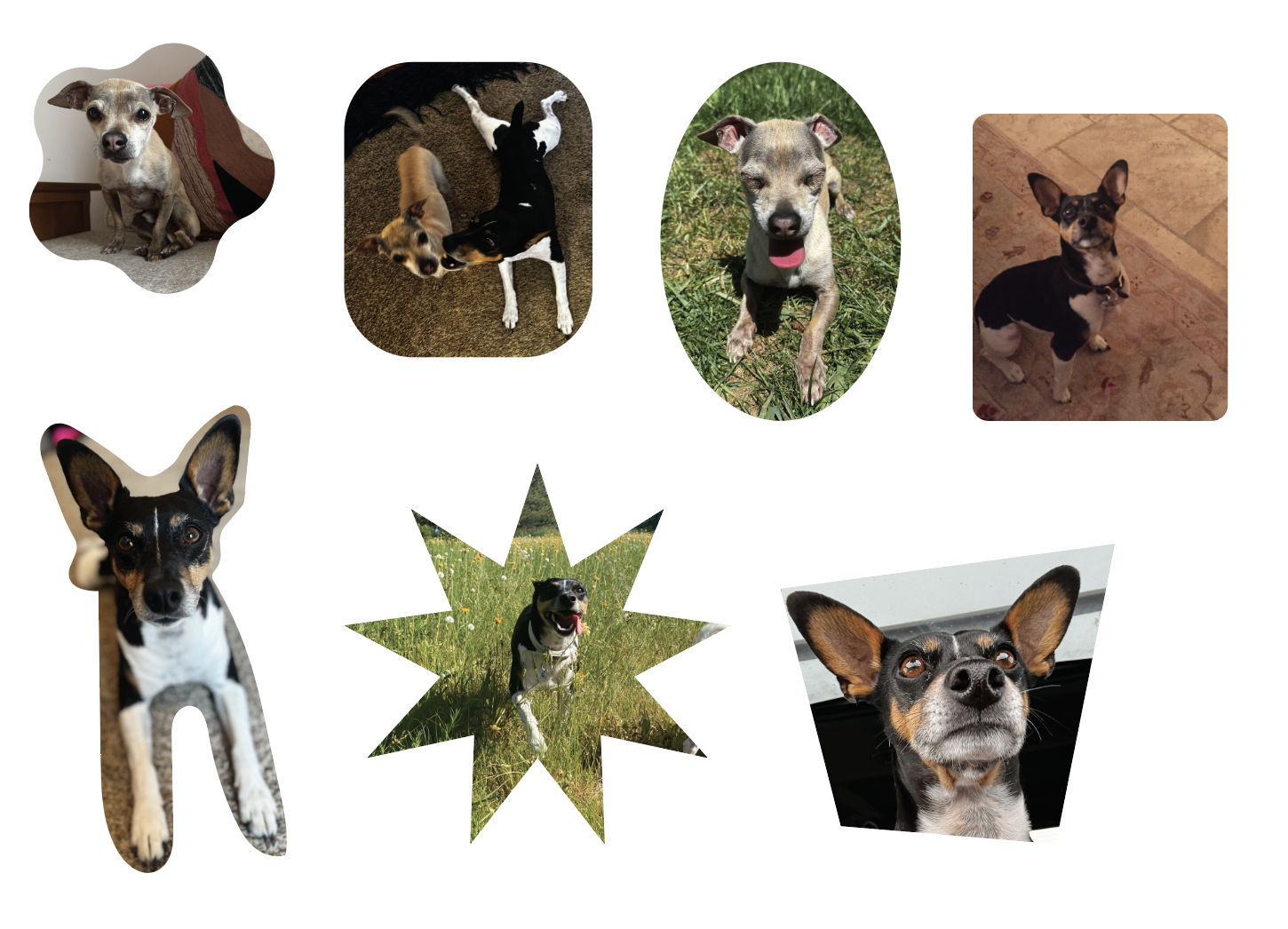 an assortment of dog pics