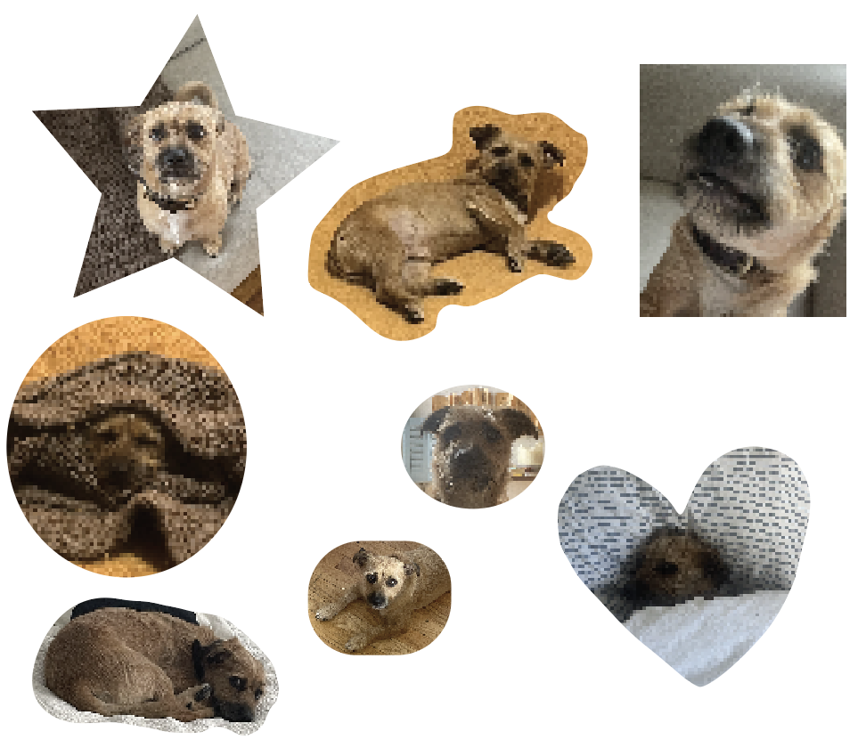 an assortment of dog pics