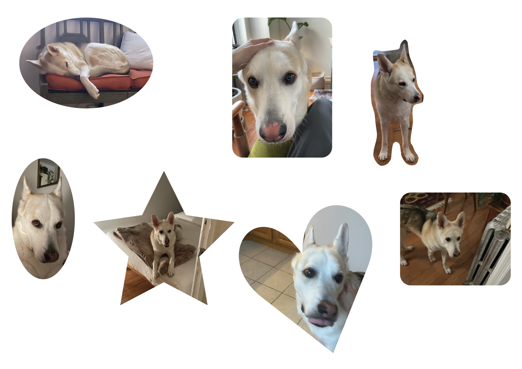 an assortment of dog pics