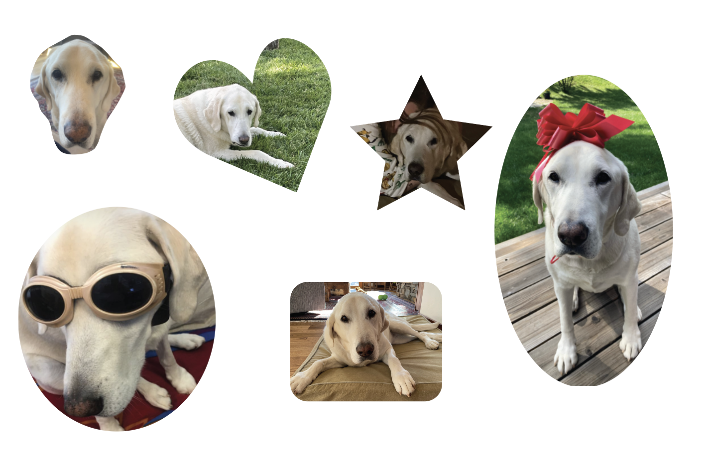 an assortment of dog pics