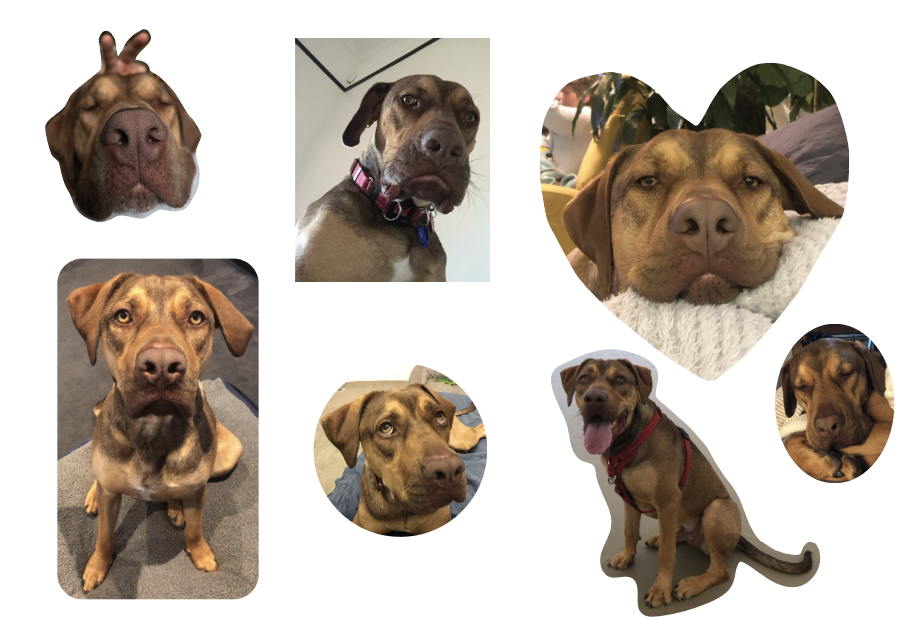 an assortment of dog pics