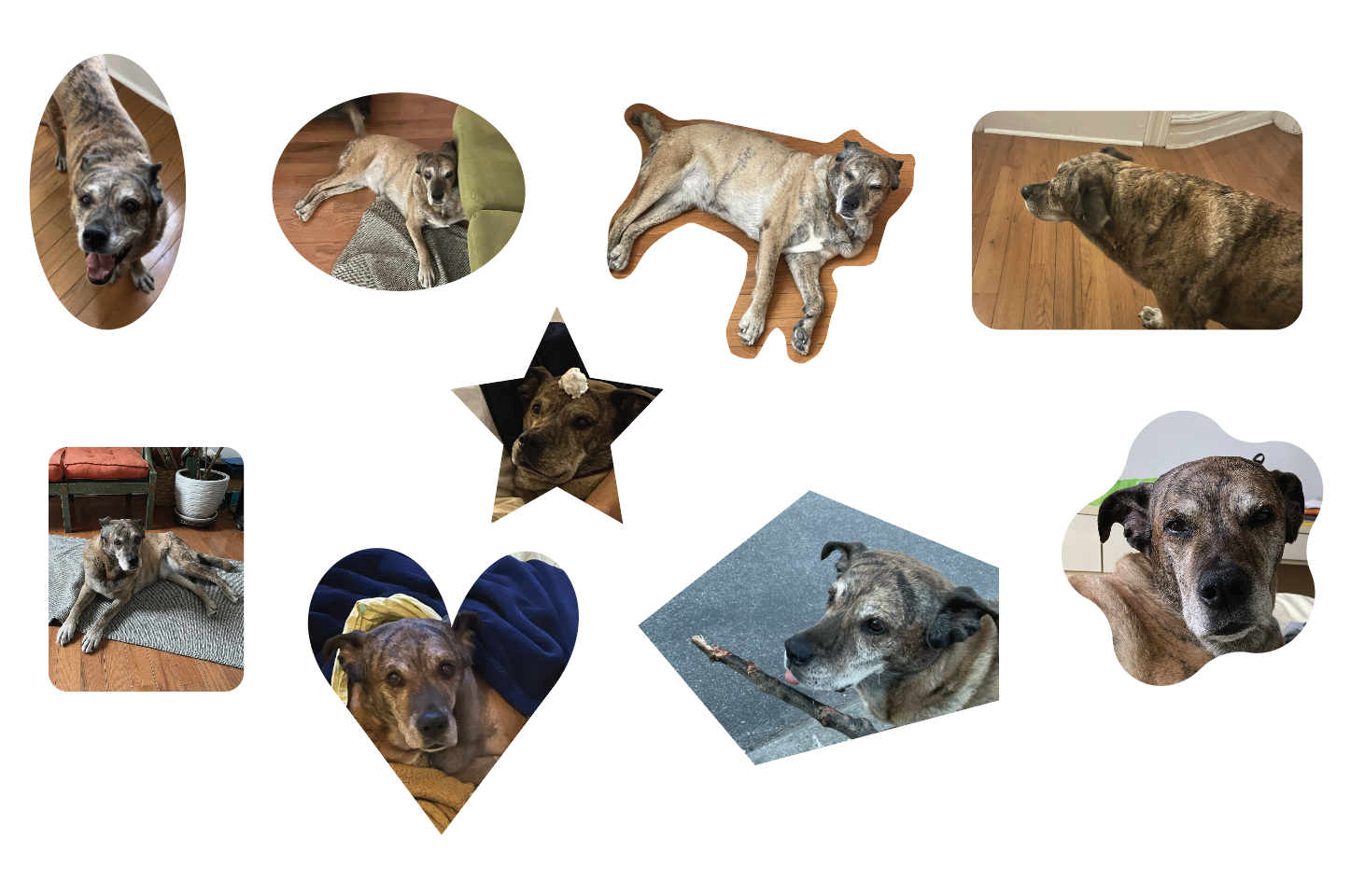 an assortment of dog pics