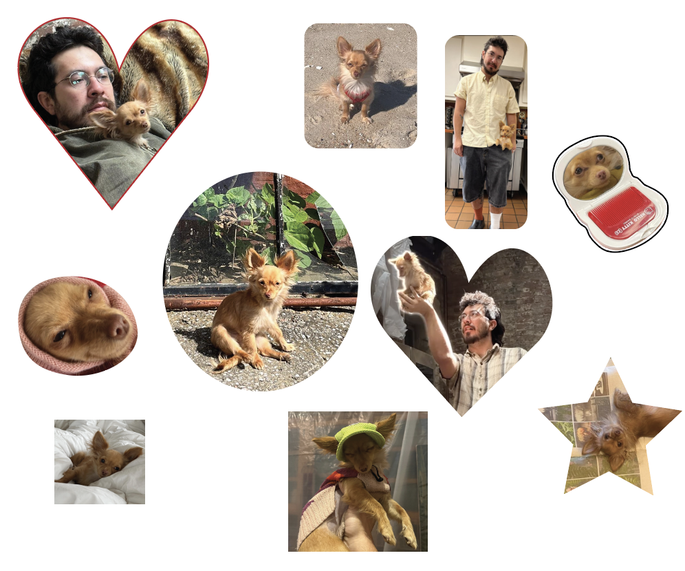 an assortment of dog pics